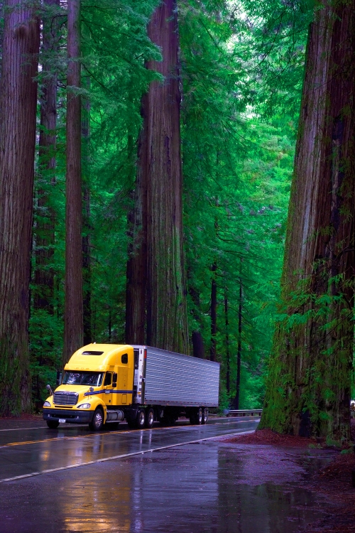 California redwoods for Michelin